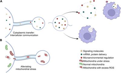 Migrasome, a migration-dependent organelle